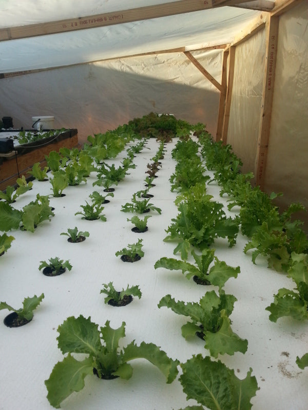 BEN'S AQUAPONICS HOBBY GOES COMMERCIAL - PRETORIA EAST