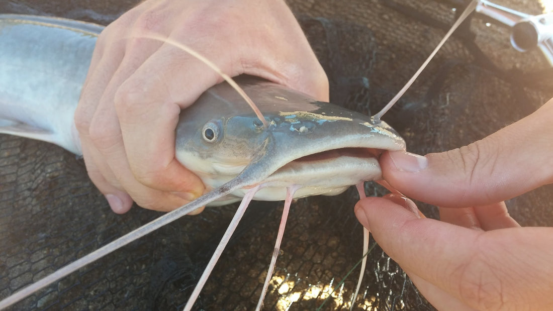 FISH FARMING (AQUACULTURE) HYPE IN SOUTH AFRICA - IS IT WORTH IT? WE EXPLAIN THE CHALLENGES & RISK!