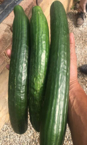 AQUAPONICS VS HYDROPONICS - MYAQUAPONICS SOUTH AFRICA