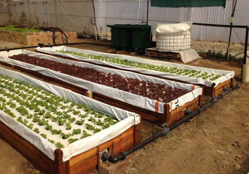 8mx8m OPEN SPACE CONVERTED INTO 740 PLANT AQUAPONICS SYSTEM FOR LESS THAN R25000 (US$1700)