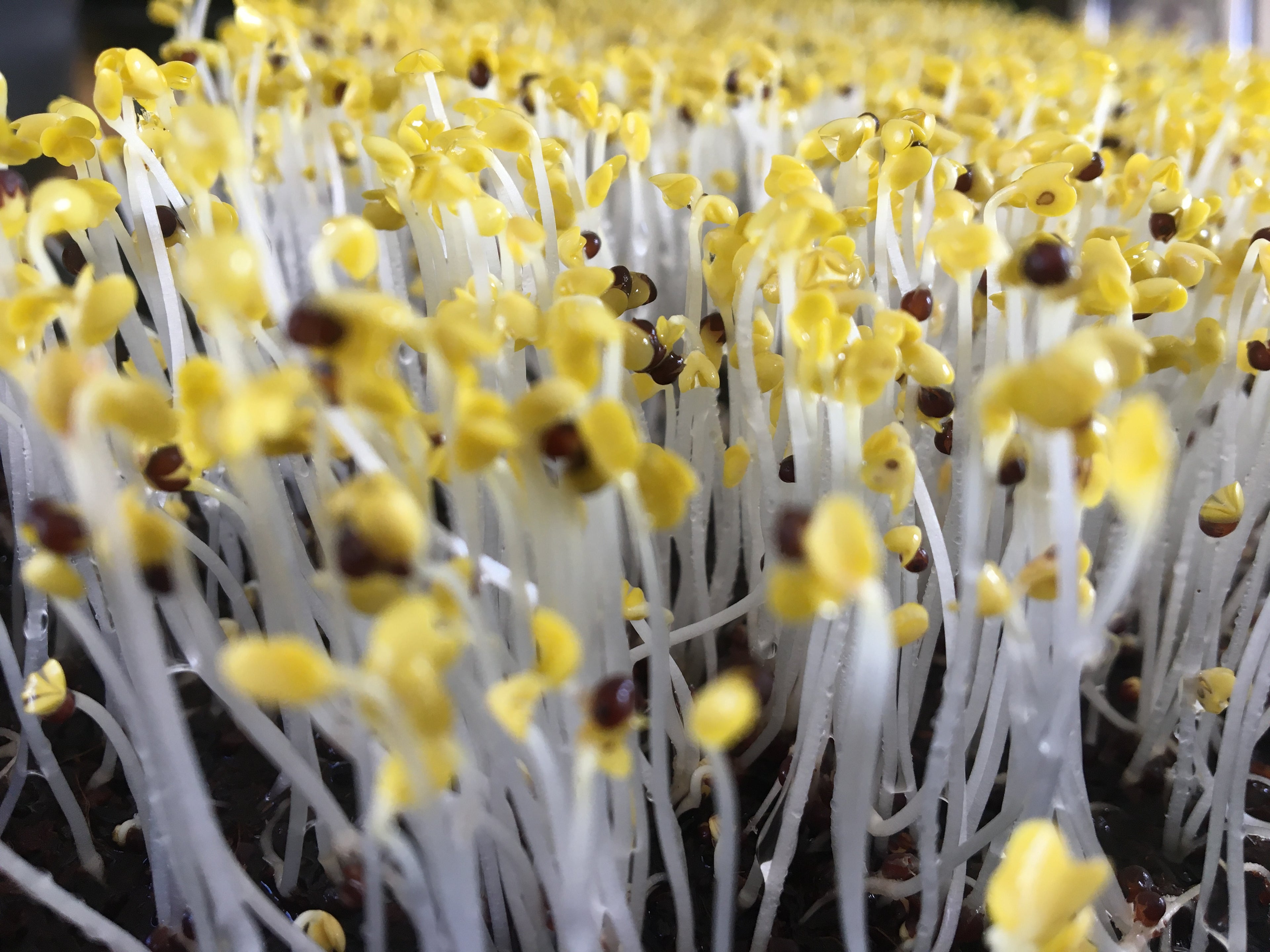 HOW TO GROW MICROGREENS THE EASY WAY - SOUTH AFRICA