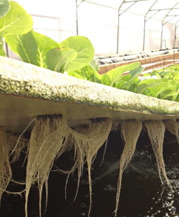 HOW IS IT POSSIBLE TO GROW PLANTS IN WATER In AQUAPONICS?