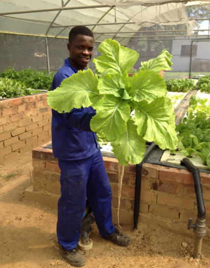 AQUAPONICALLY GROWN MONSTER MUSTARD PLANT