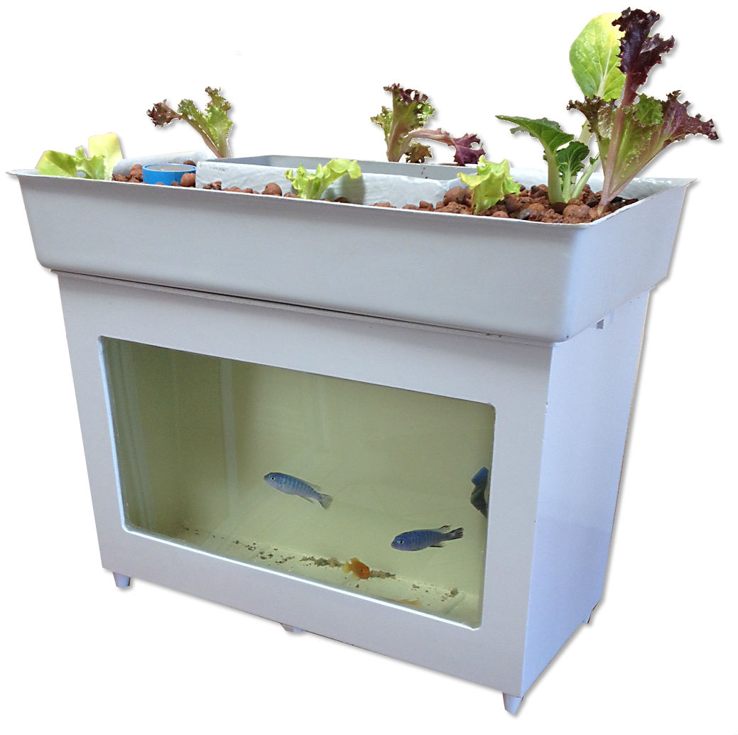 DESKTOP MINI-AQUAPONICS SYSTEM STARTING TO SHOW ENCOURAGING RESULTS
