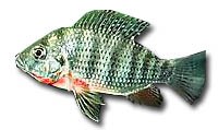 AQUAPONICS MIRACLE FISH ?  TILAPIA RENDALLI