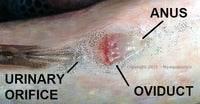 HOW TO SEX TILAPIA RENDALLI