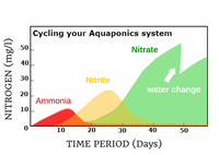 HOW TO CYCLE YOUR NEW AQUAPONICS SYSTEM? SLOWWWLYYY...