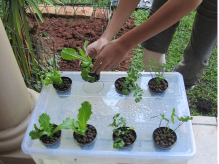 THIS HYDROPONIC SCHOOL PROJECT DESERVES AN A++