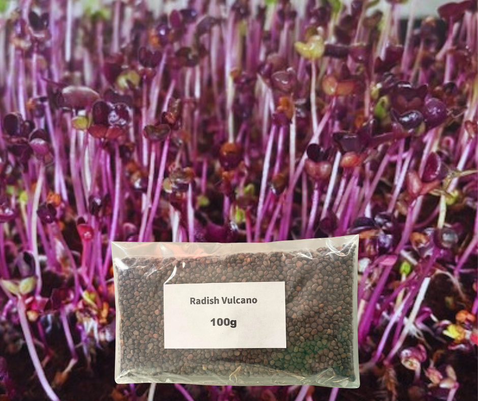 Radish Vulcano Microgreens Seeds