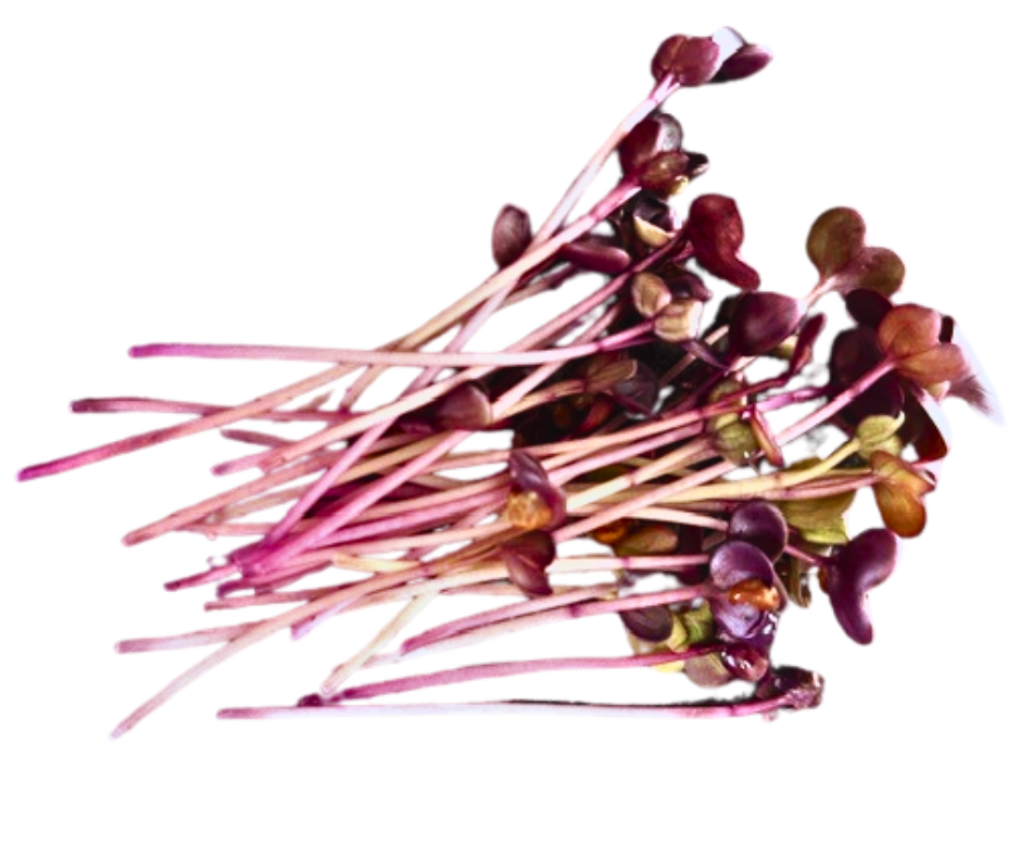 Radish Vulcano Microgreens Seeds  - 100g Pack