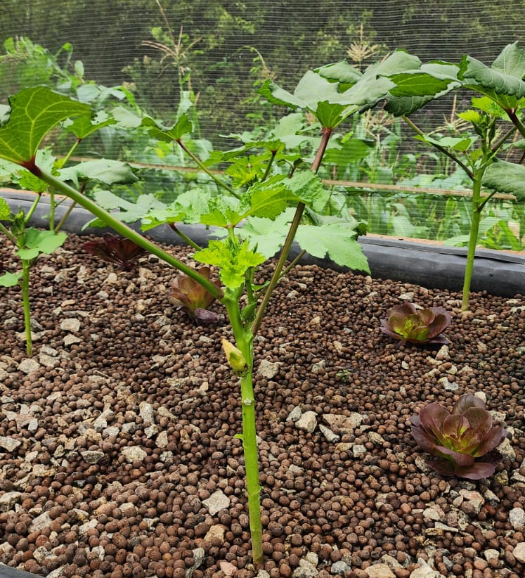 Okra seedling