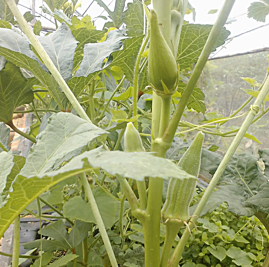 Okra plant