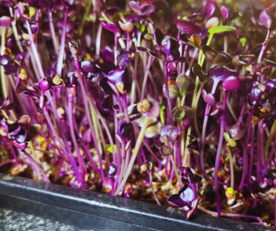 Radish Vulcano Microgreens Seeds  - 100g Pack