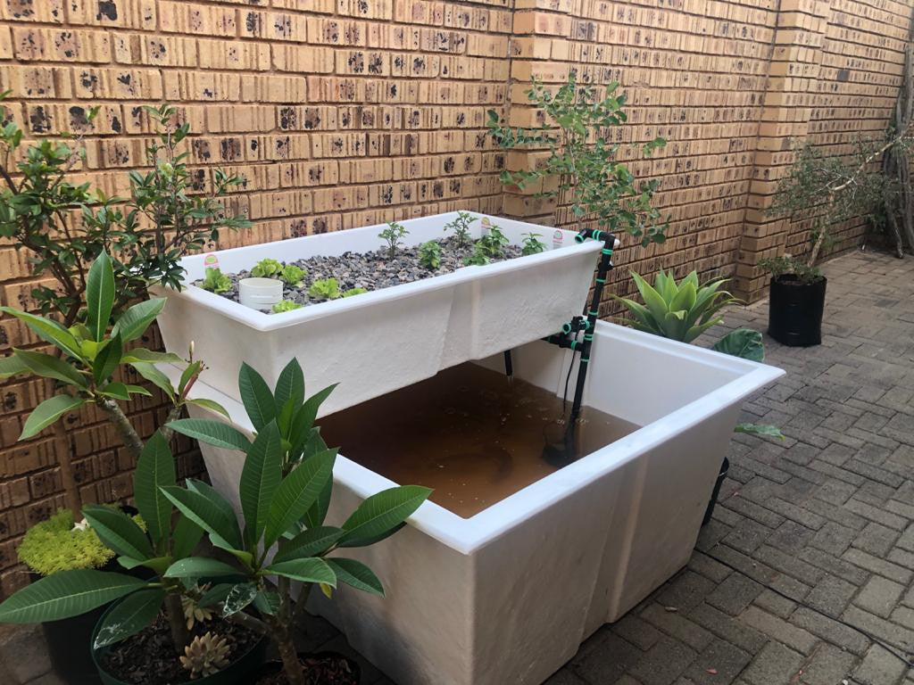 Myaqua Backyard Aquaponics System - 936l Tank and 216L Growbed