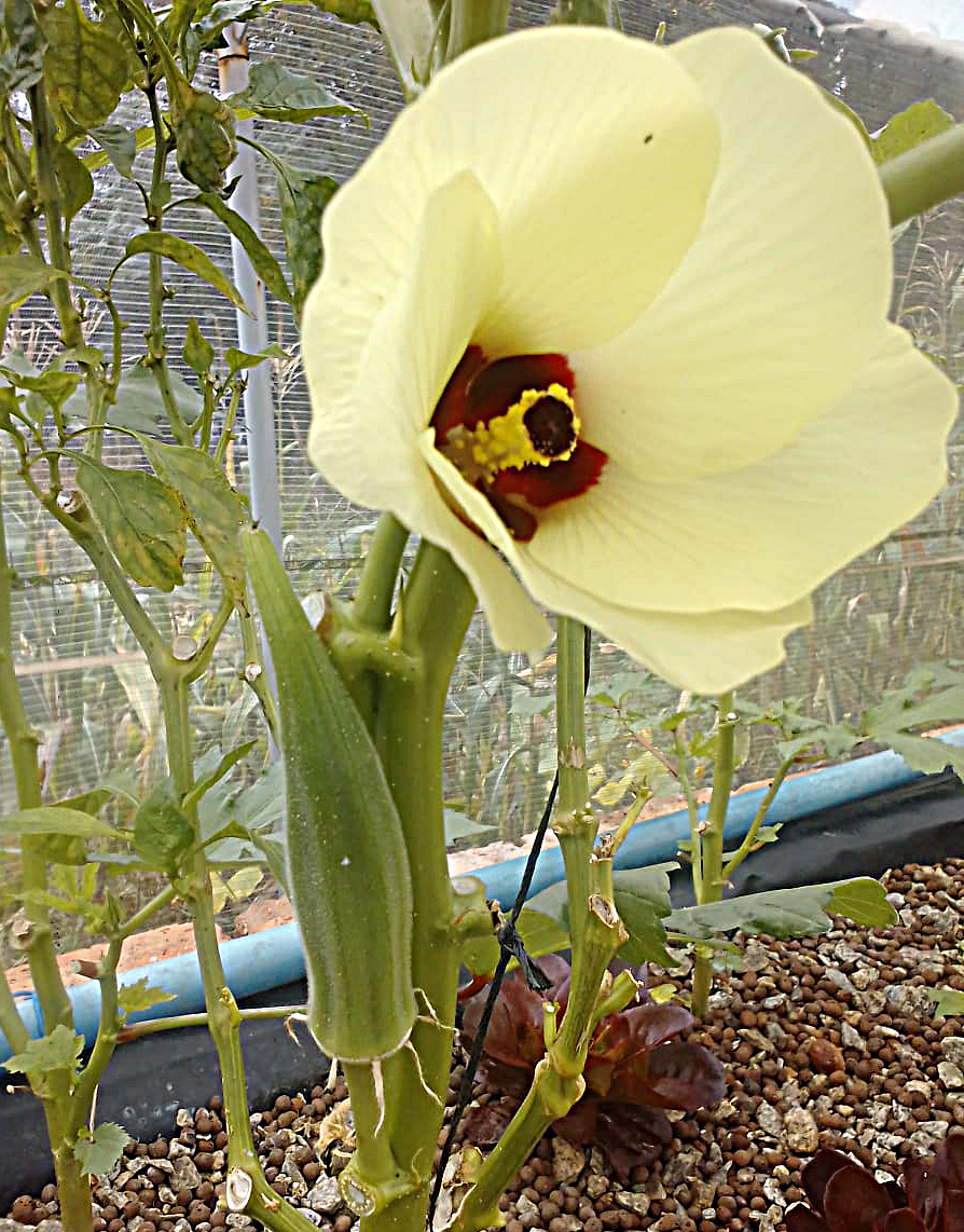 Okra Flower