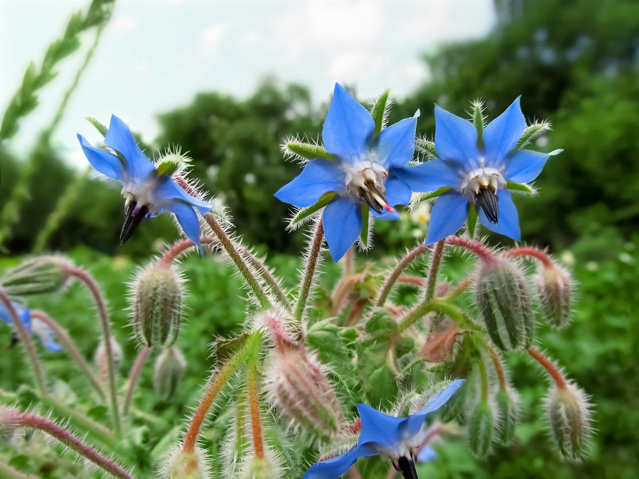 Edible Flower borage seeds
