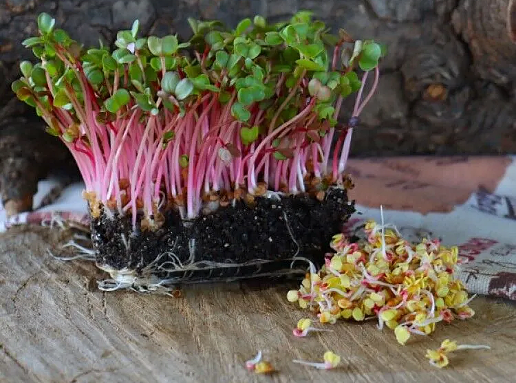 Tsai Tsai Radish Microgreens Seeds  - 200g Tube