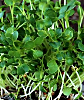 Japanese radish microgreens 