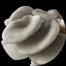 Grey Oyster mushroom