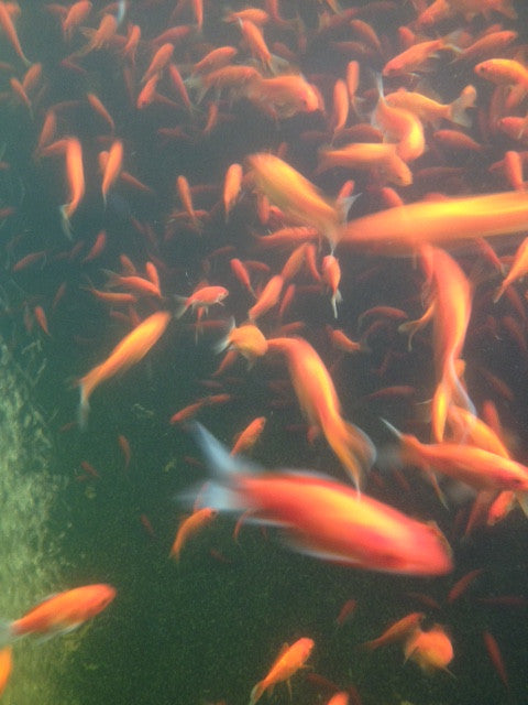Koi Life Algae Control - 200g for 20 000l pond