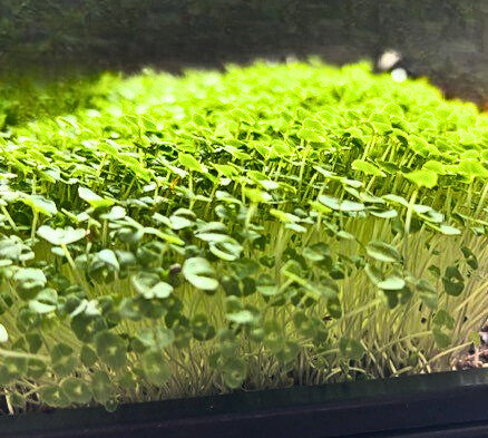 Chia Microgreens Seeds  - 100g Pack