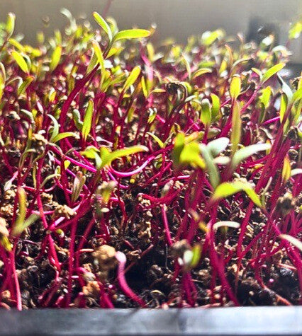 Beetroot Microgreens Seeds  - 100g Pack