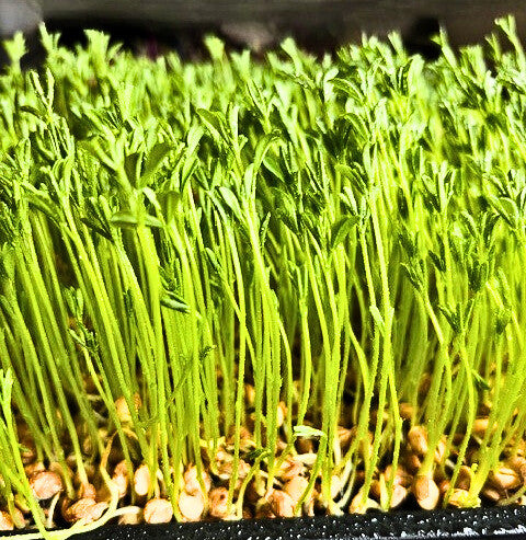 Lentils Black-Brown Sprouting & Microgreens Seeds  - 100g Pack