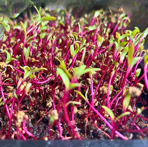 beetroot seeds microgreens