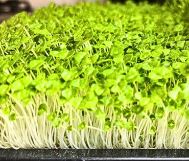 Chia Microgreens Seeds  - 100g Pack