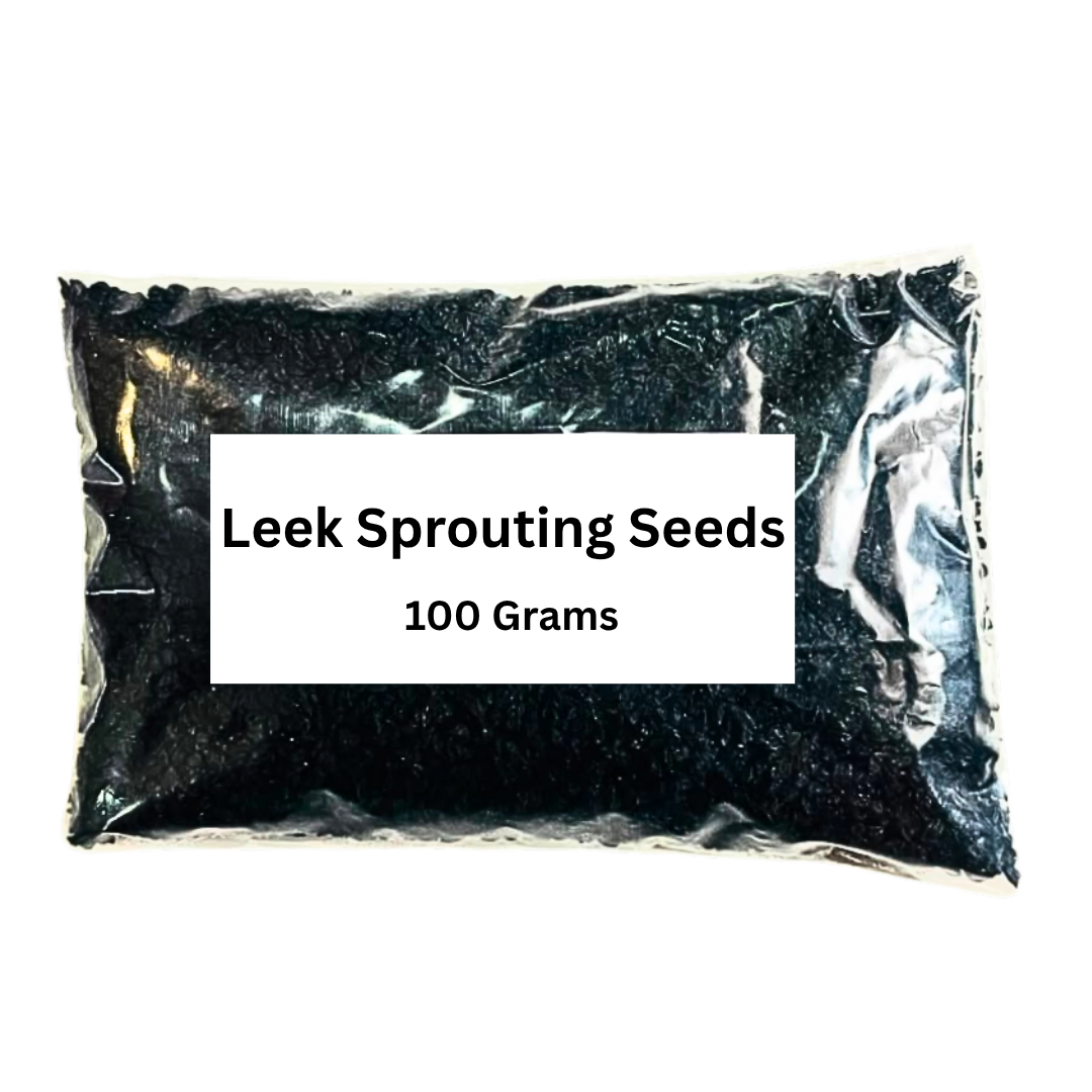 Leek Sprout & Microgreens Seeds  -100 Grams