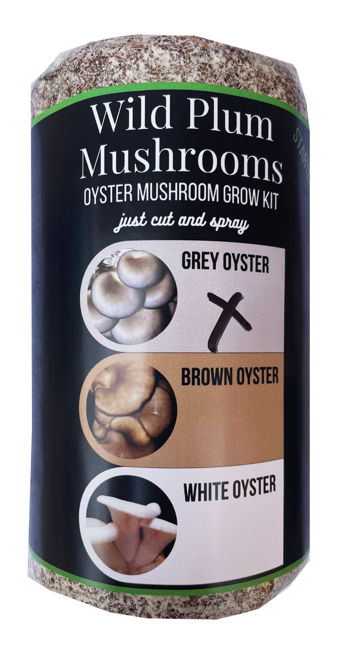 Grey Oyster Mushroom grow kit