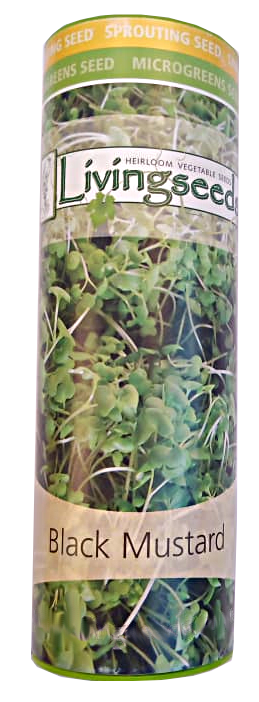 Black mustard microgreens