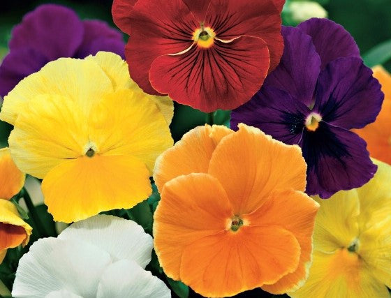 Pansy edible flowers