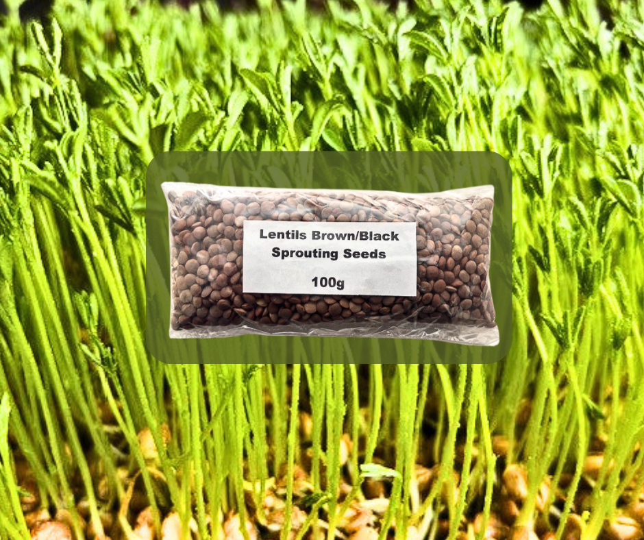 Lentils Black-Brown Sprouting & Microgreens Seeds
