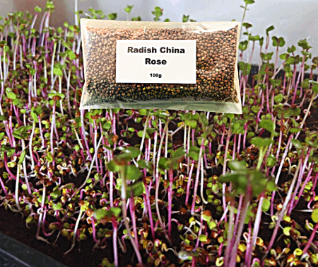 Radish China Rose Microgreens Seeds  - 100g Pack