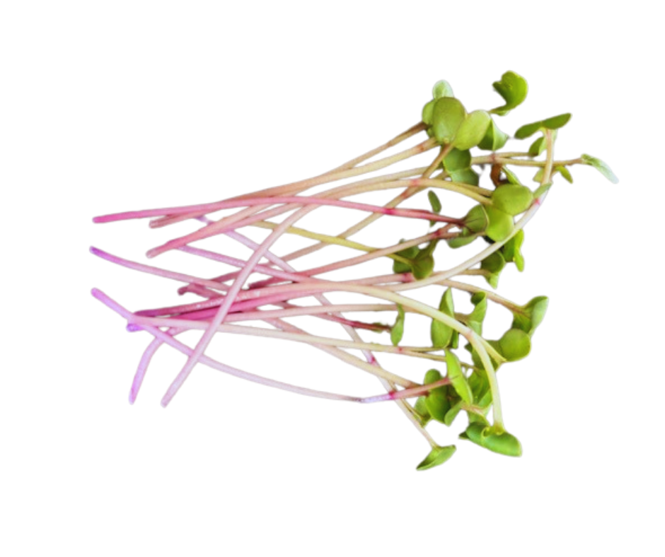 Radish China Rose Microgreens Seeds  - 100g Pack