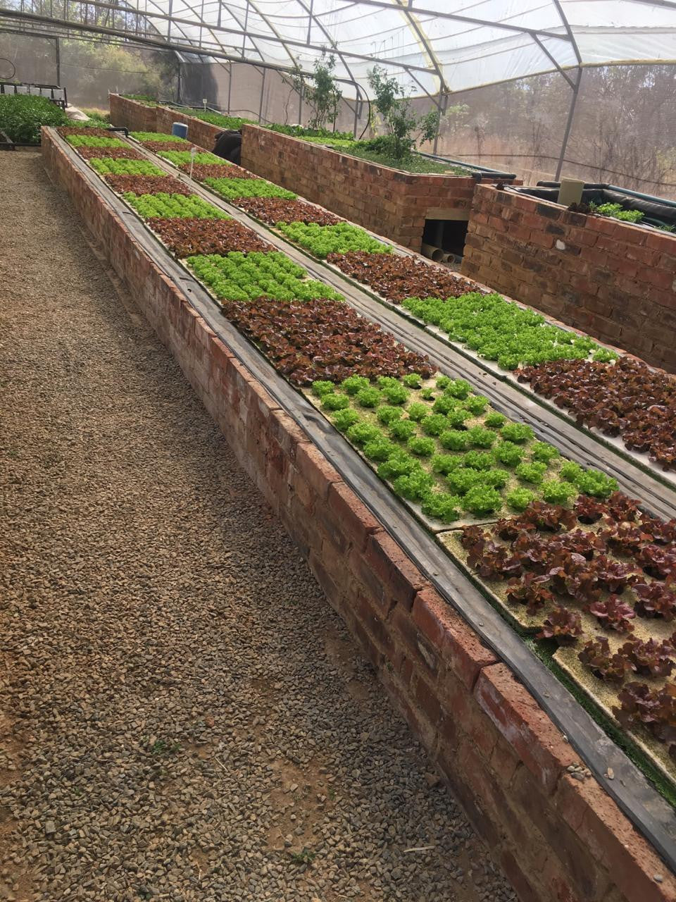 Ticket Aquaponics & Sandponics Training Course - Saturday, 24 October 2026, Johannesburg