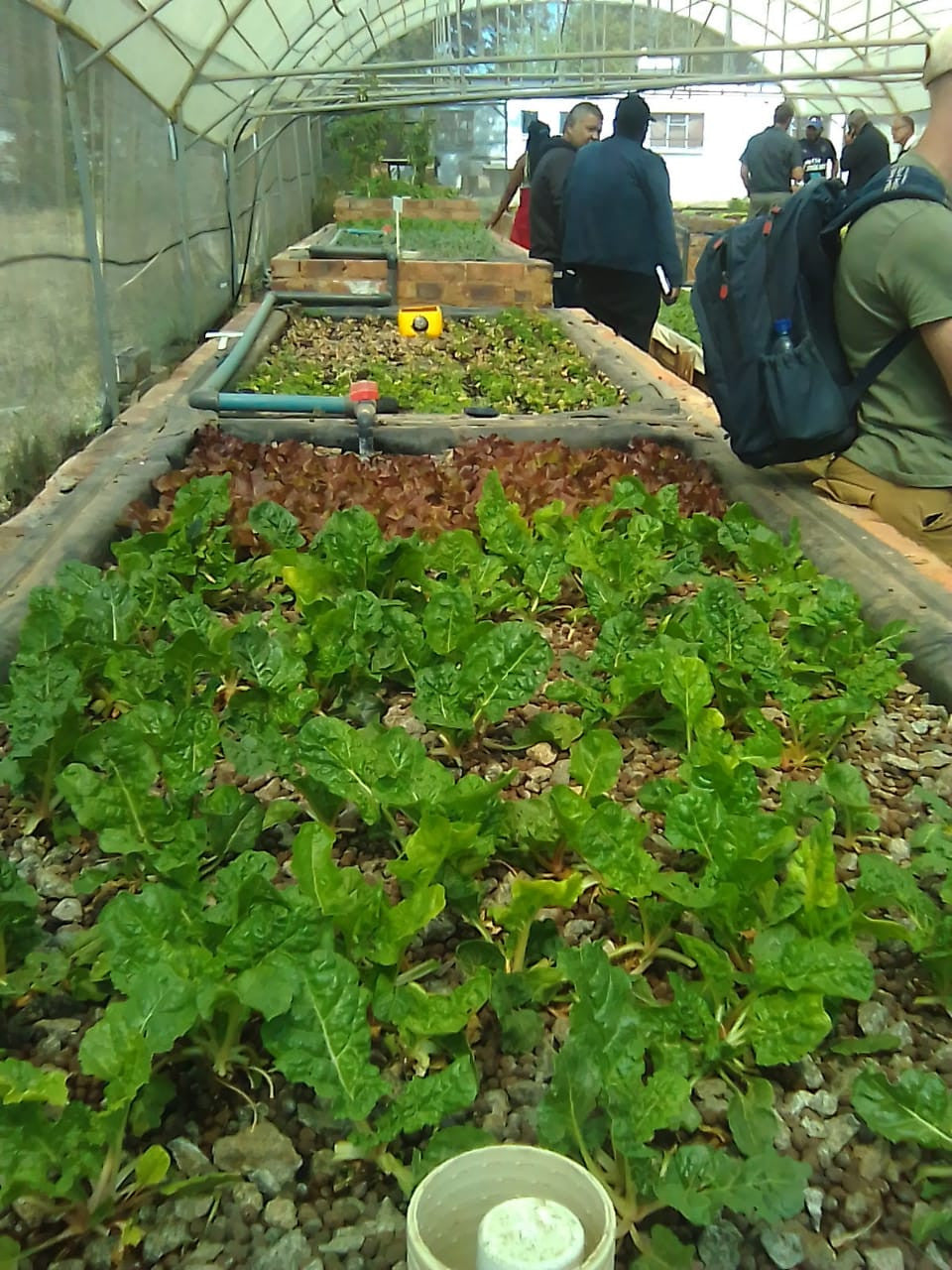 Ticket Aquaponics & Sandponics Training Course - Saturday, 24 October 2026, Johannesburg