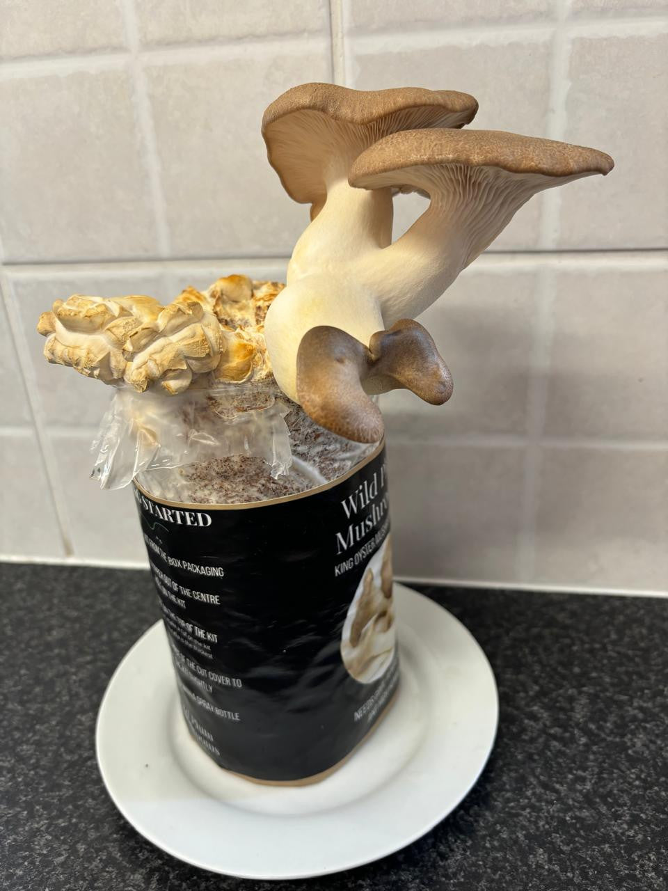 Mushroom Grow Kit - King Oyster - Deluxe