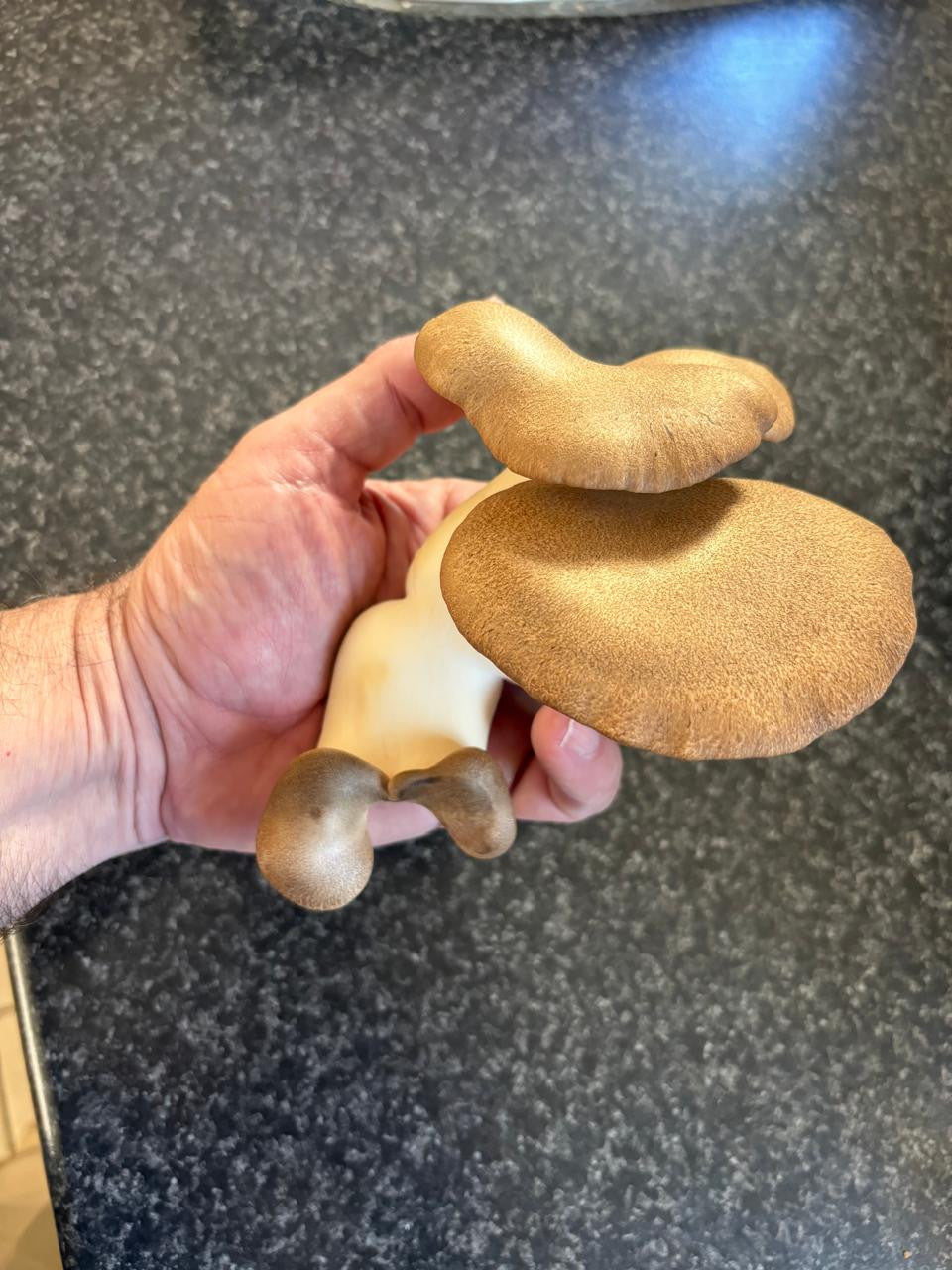 Mushroom Grow Kit - King Oyster - Deluxe