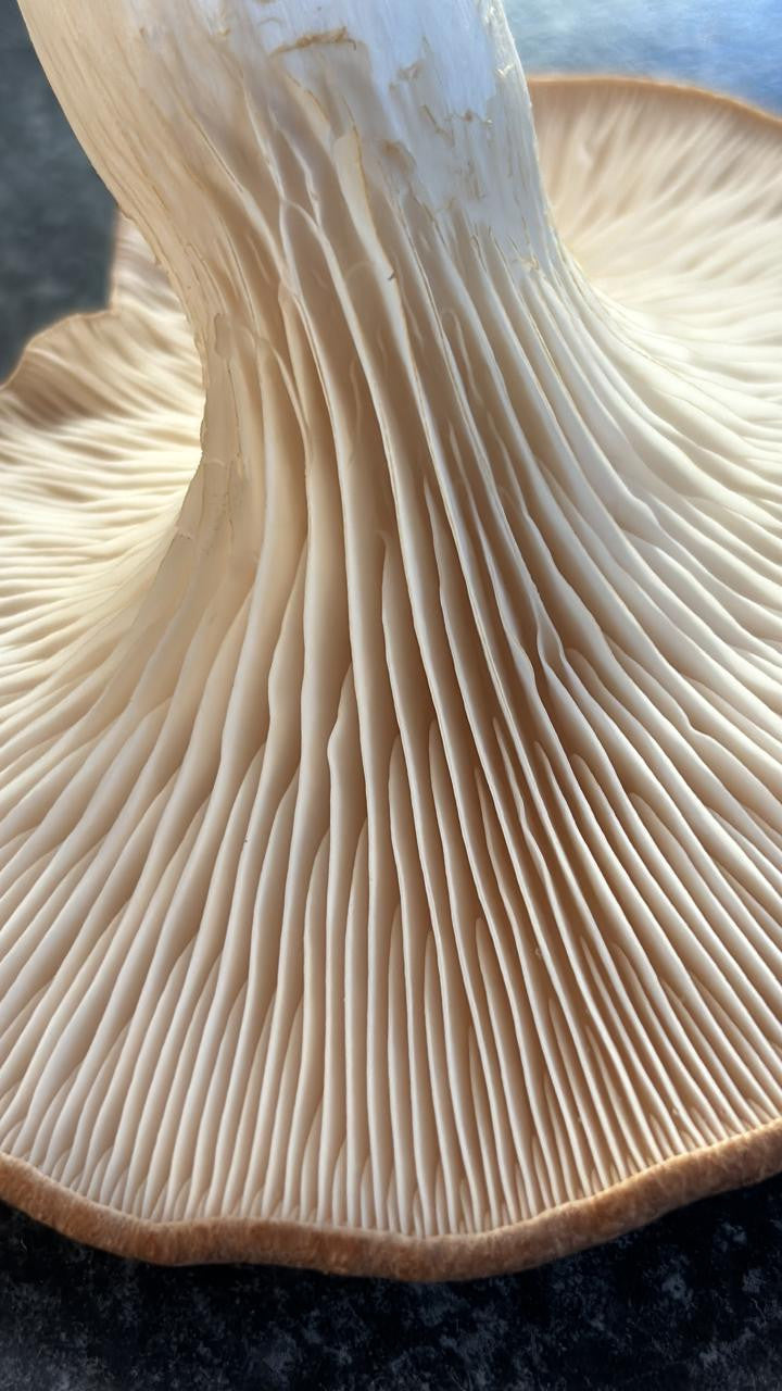 Mushroom Grow Kit - King Oyster - Deluxe