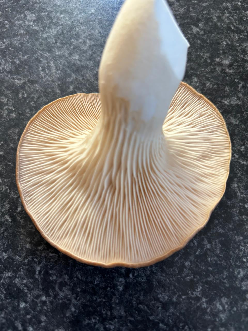 Mushroom Grow Kit - King Oyster - Deluxe