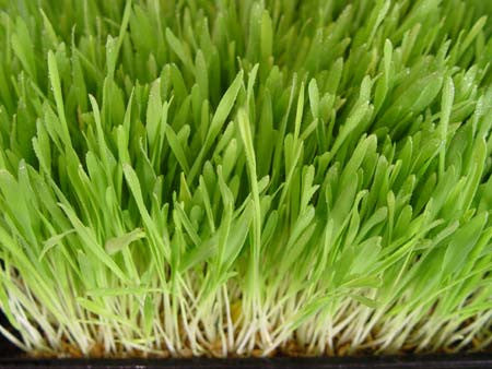 Barley Grass grown in fodder tray