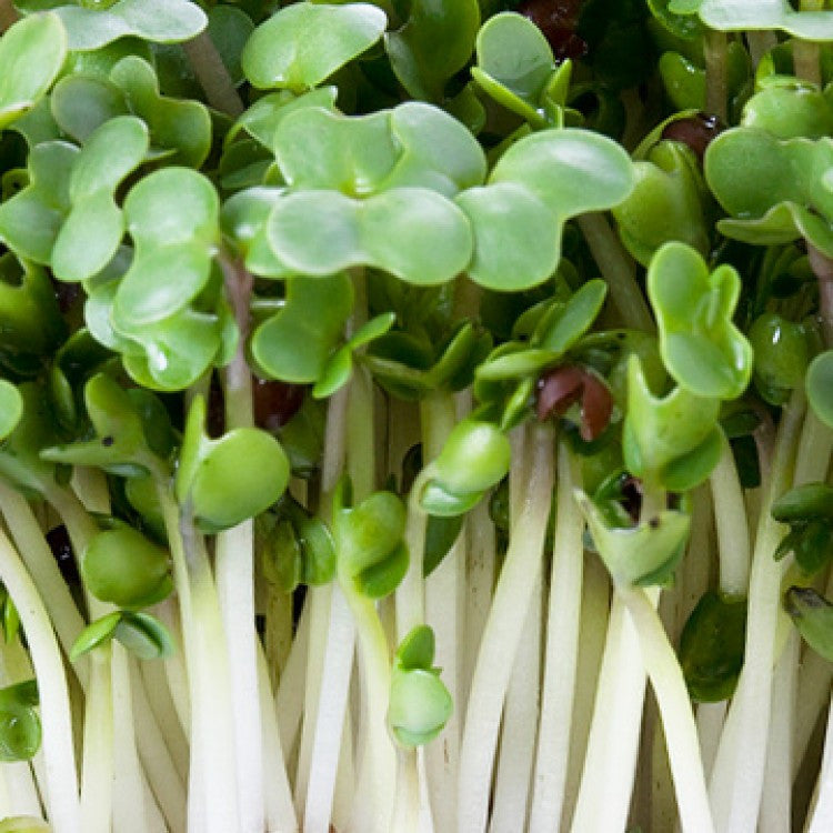 Broccoli Microgreens Seeds  - 100 Grams