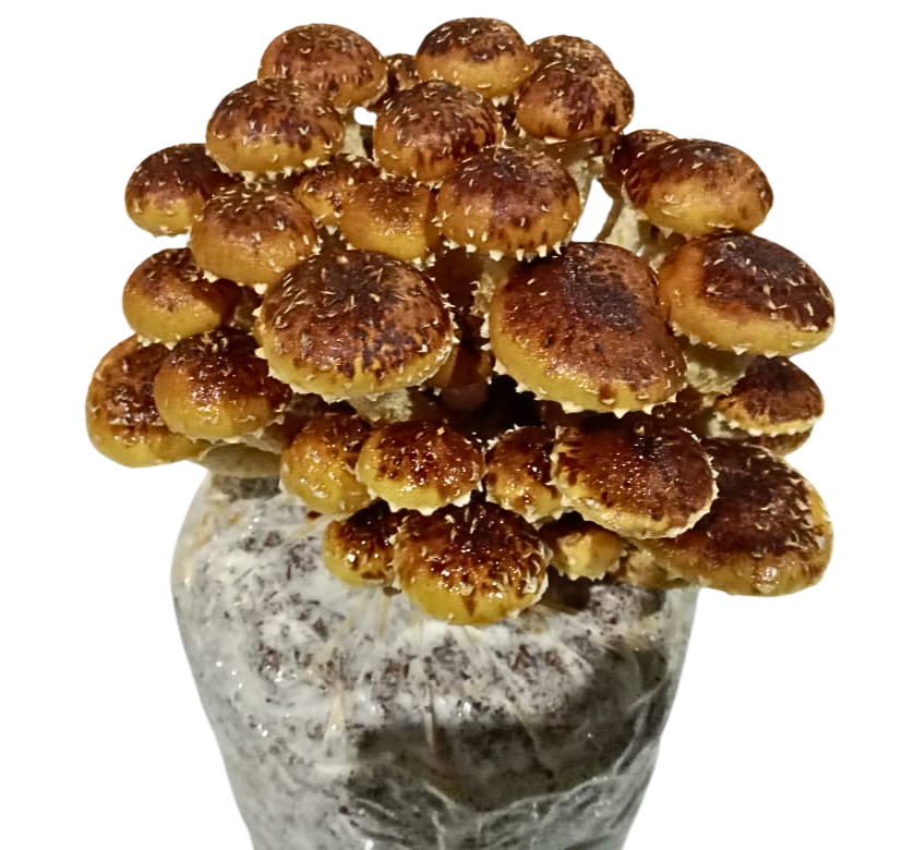 Mushroom Grow Kit - Chestnut - Deluxe