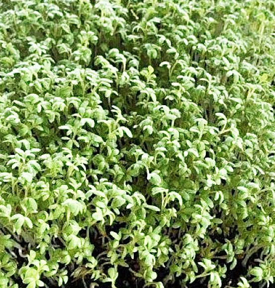 Cress Microgreens Seeds  -200 Grams