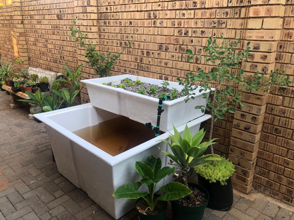 Myaqua Backyard Aquaponics System - 936l Tank and 216L Growbed