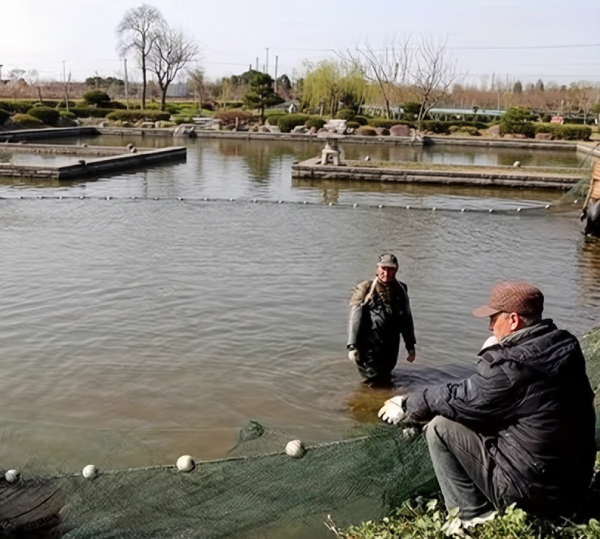 Koi Catching dragnet