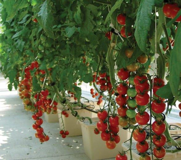 11l Dutch Bato Bucket
