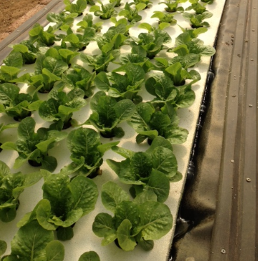 Ticket Aquaponics & Sandponics Training Course - Saturday, 24 October 2026, Johannesburg
